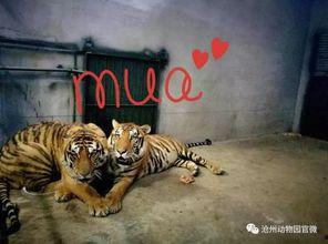 今日动物爆料最新消息图片,奇趣瞬间,捕捉动物界的瞬间精彩 第2张 今日动物爆料最新消息图片,奇趣瞬间,捕捉动物界的瞬间精彩 第2张